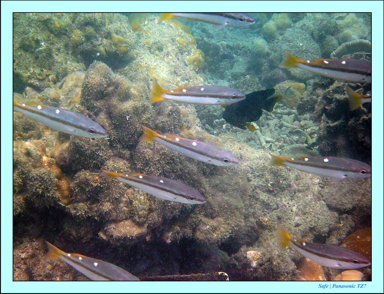 2011 - 03 - Koh Kradan 049